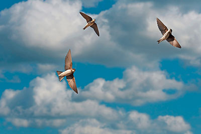 Pic: Ernie Janes / Alamy