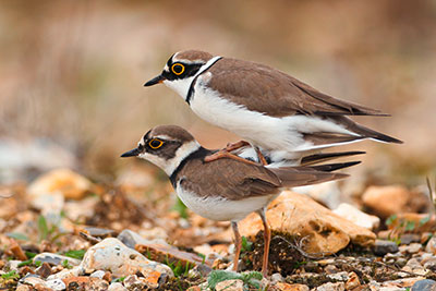 Pic: Craigbirdphotos/Alamy