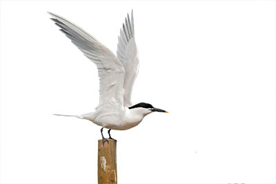 Pic: mike lane / Alamy