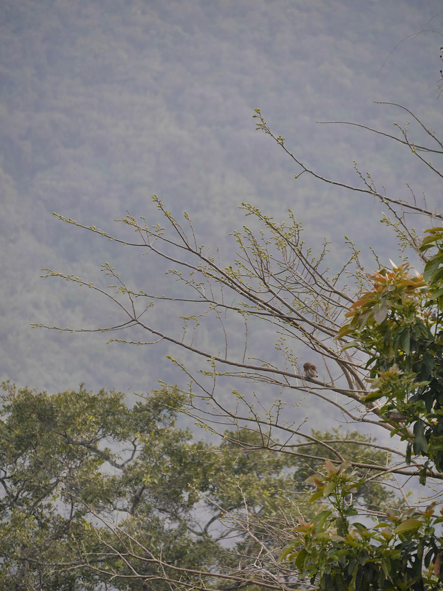 Ferruginous Pygmy Owl
