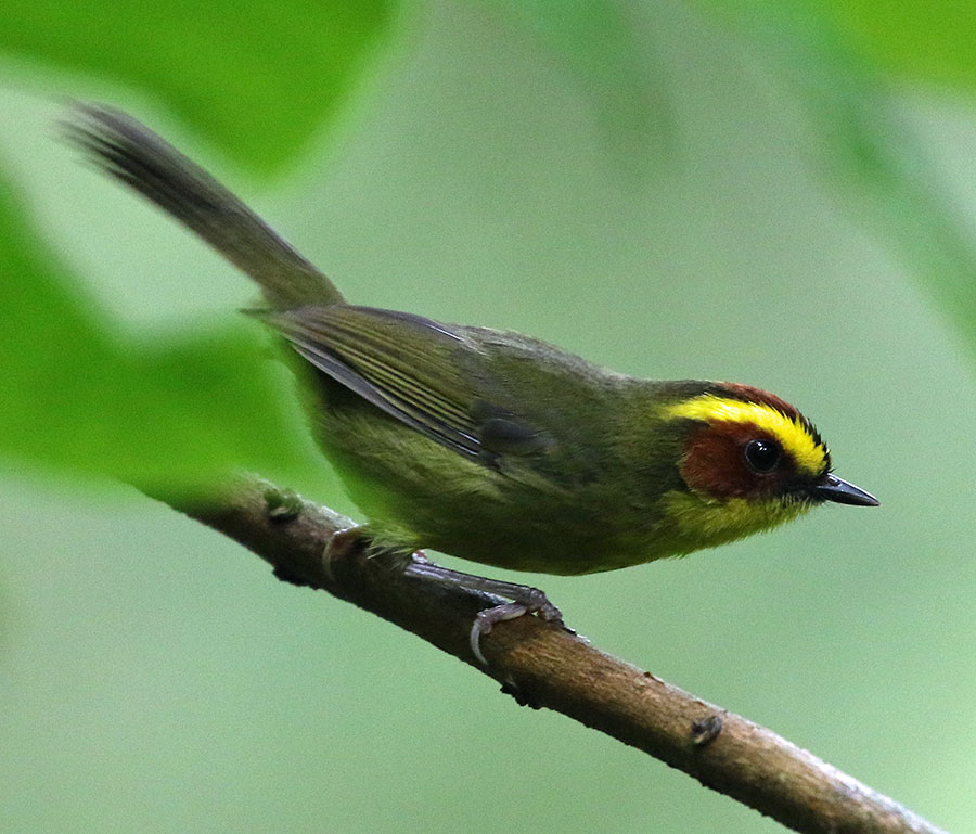 Golden-browed Warbler by Steve Bird