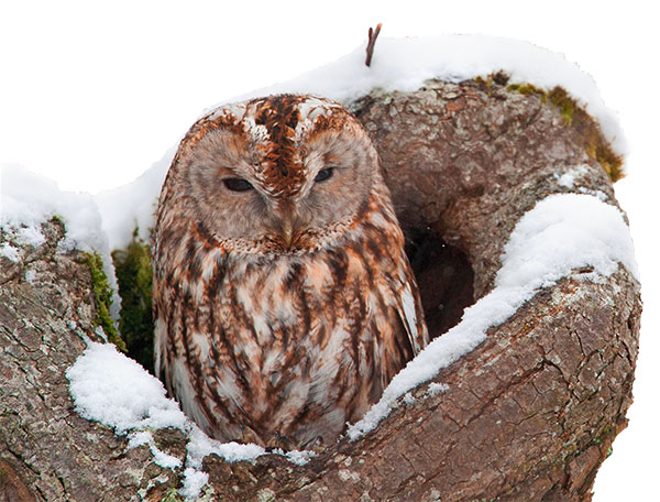 Pic: Arco Images GmbH / Alamy
