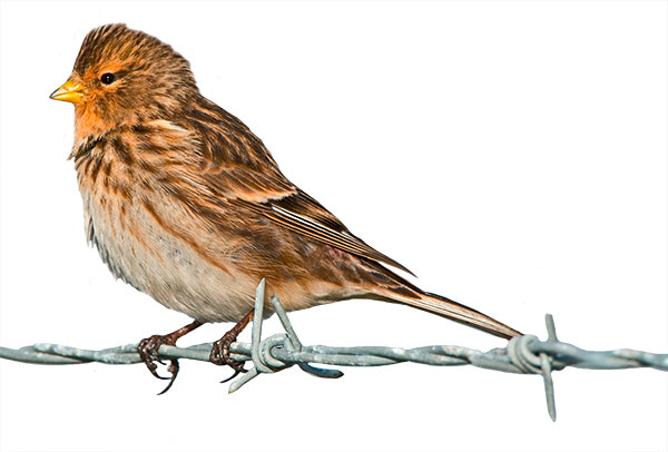 Pic: David Tipling Photo Library / Alamy
