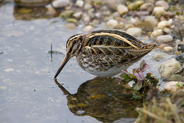 Pic: Peter Walkden / Alamy