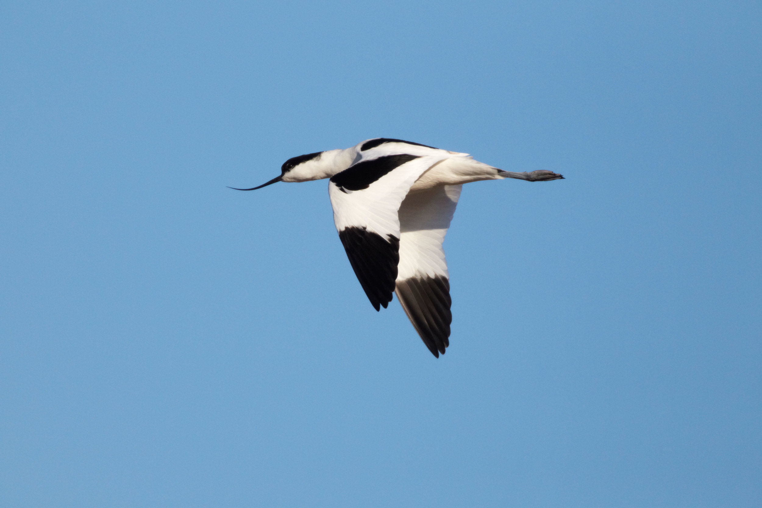 Avocet in flight