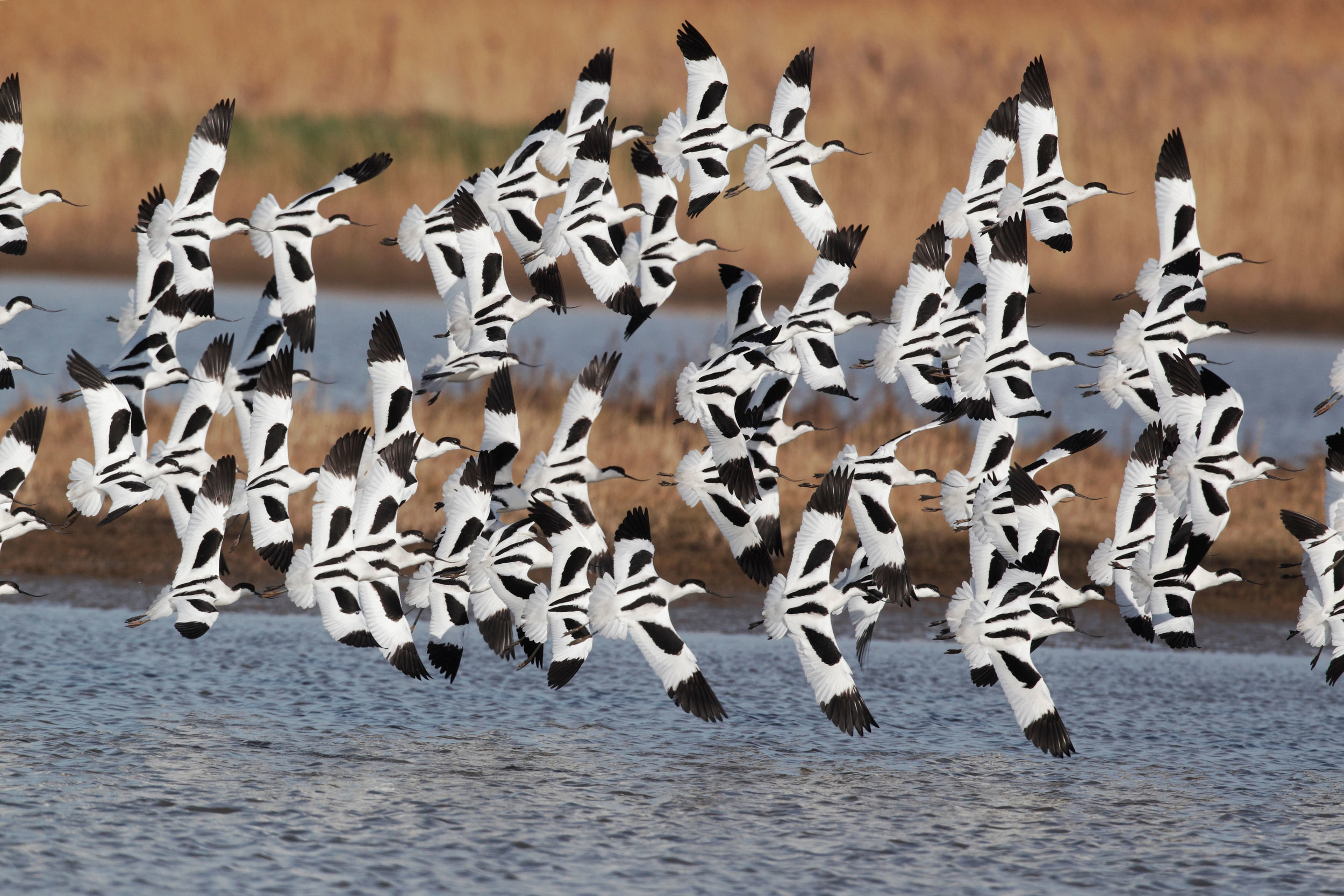 Winter flock of Avocets