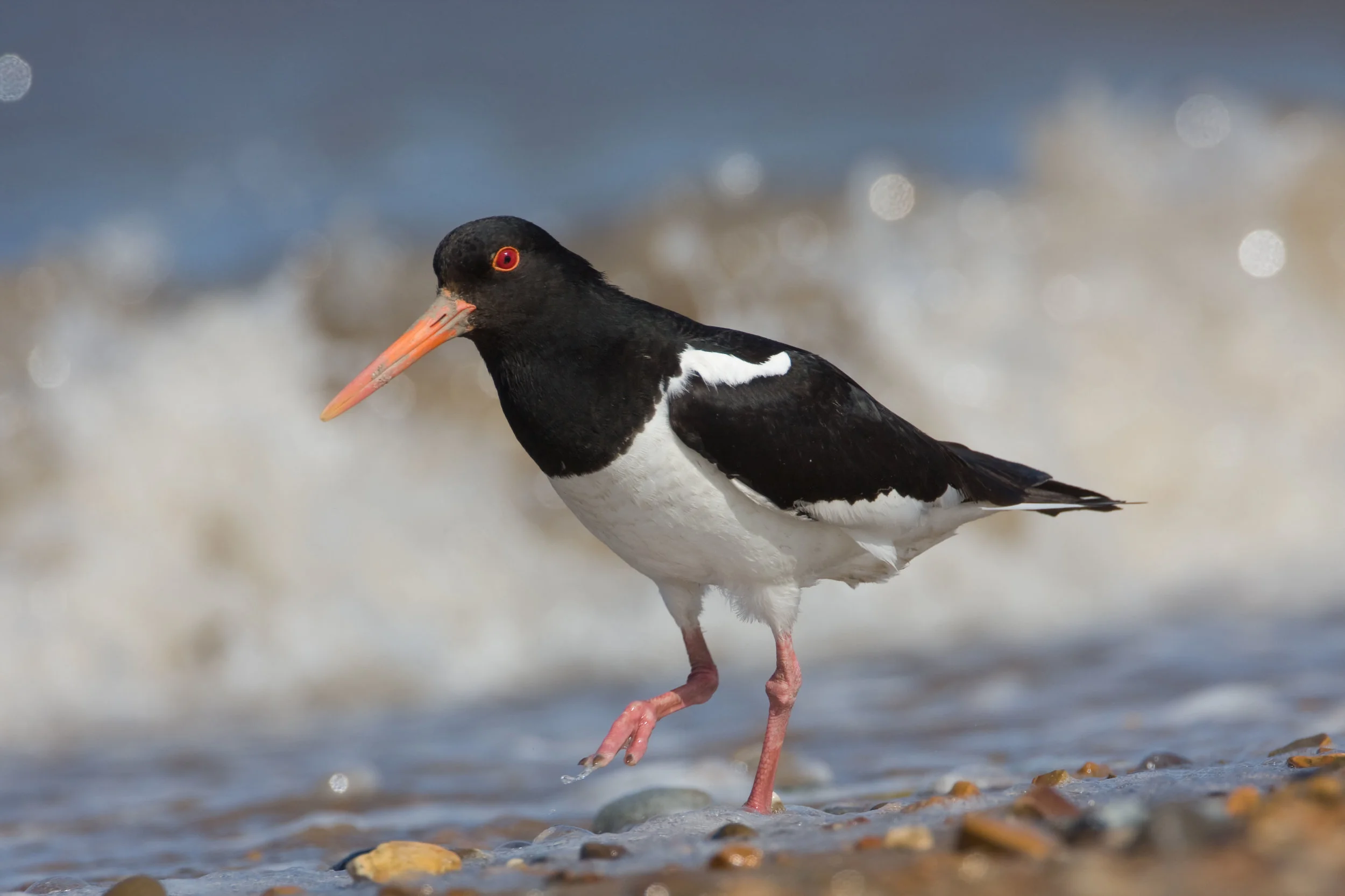 Oystercatcher