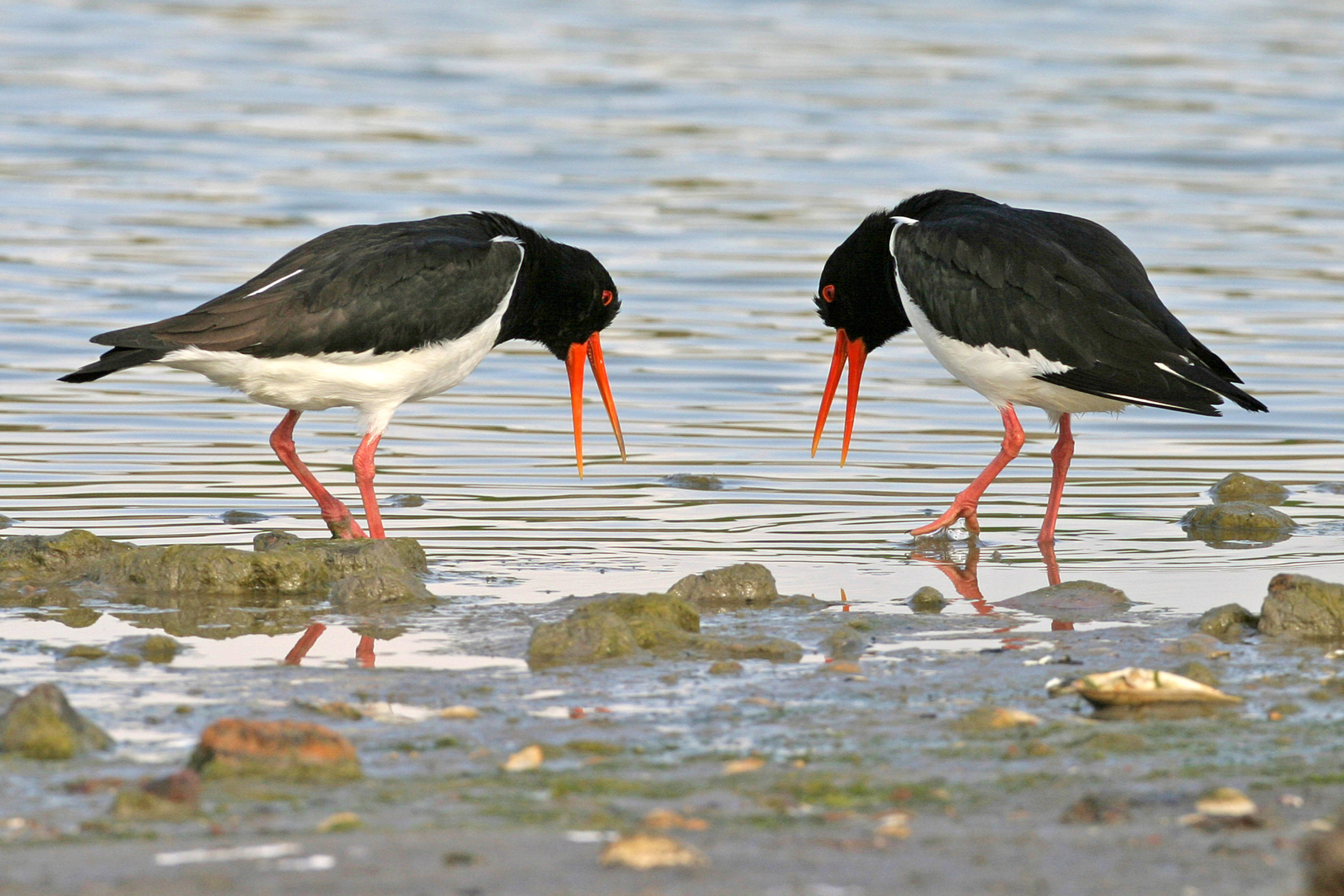 Displaying Oystercatcher pair