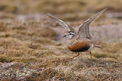 Dotterel – pic: Neil McIntyre
