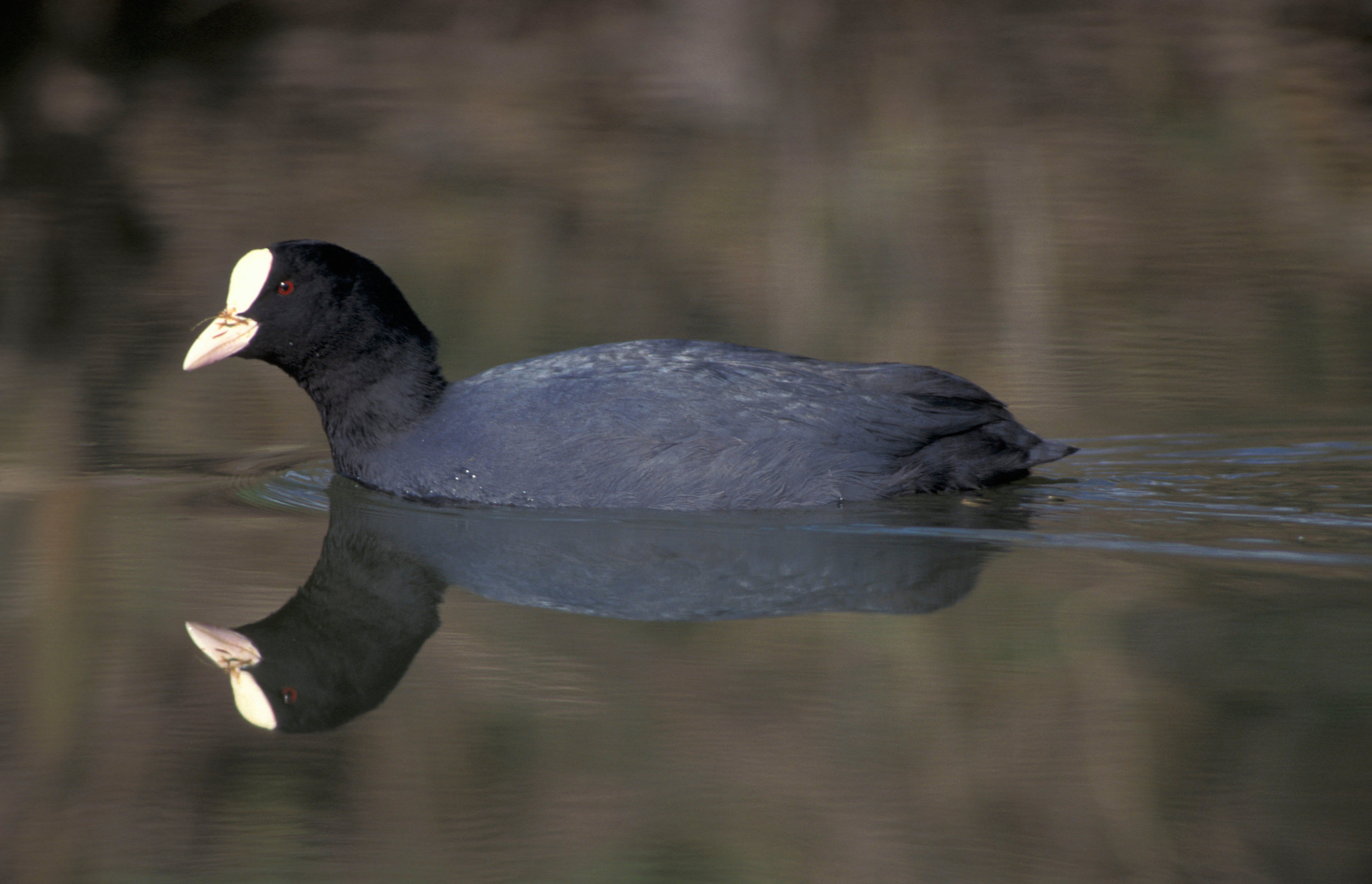Coot swimming