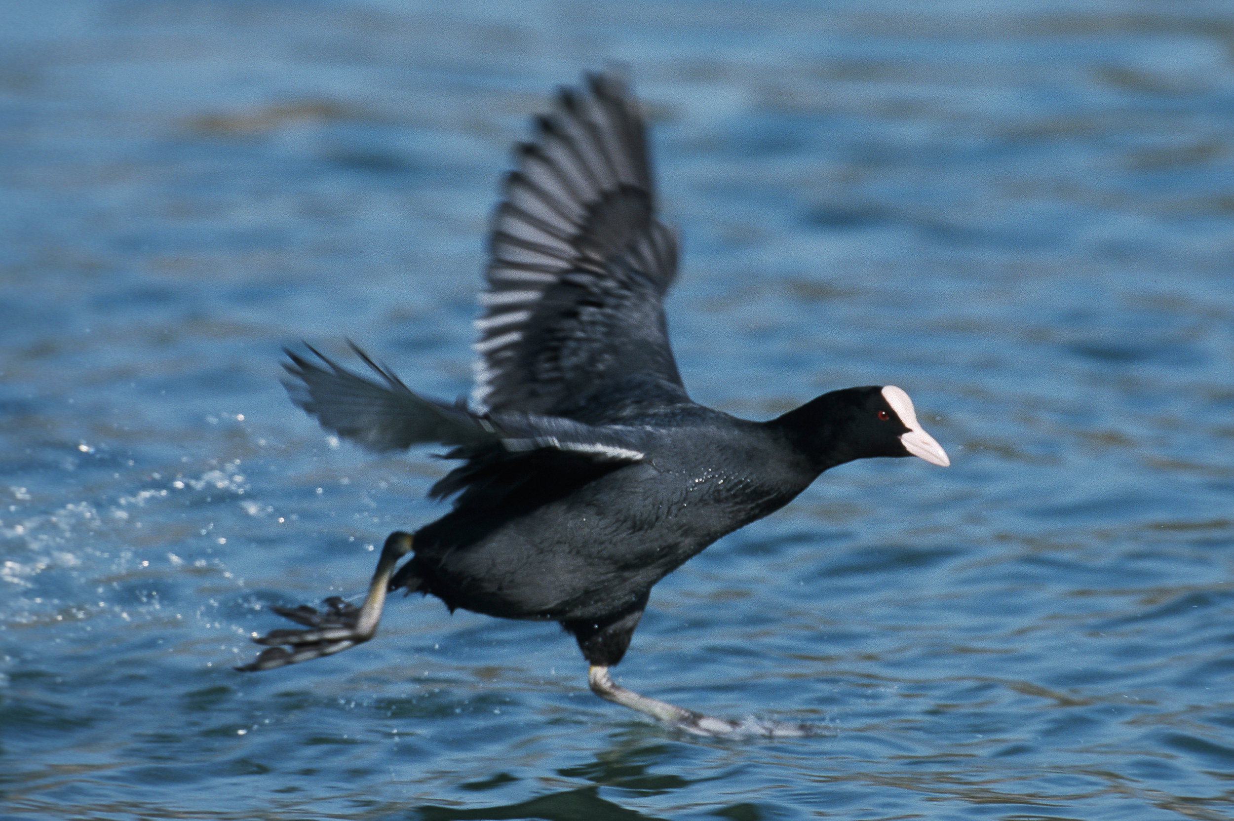 Coot taking off from water