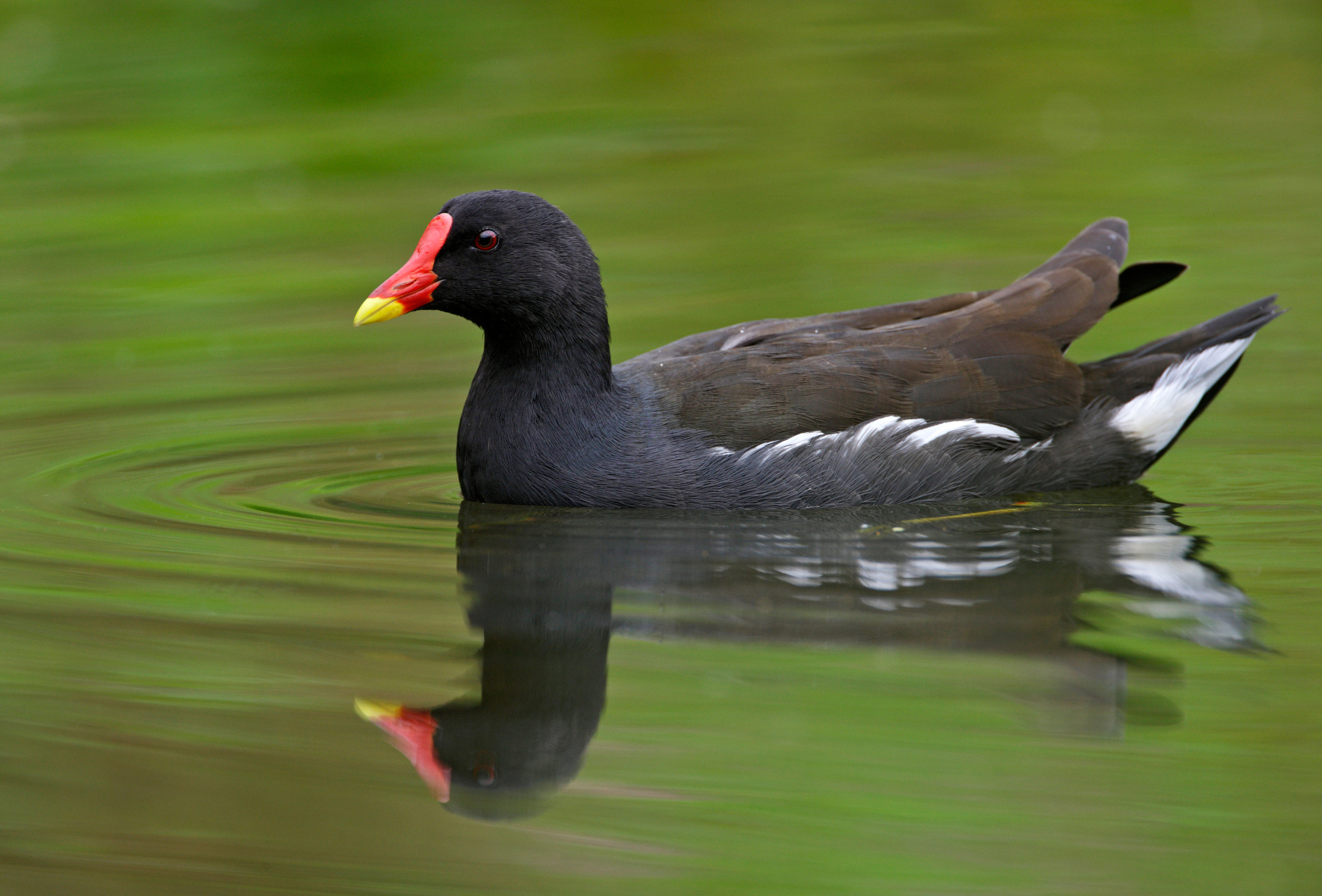 Moorhen swimming