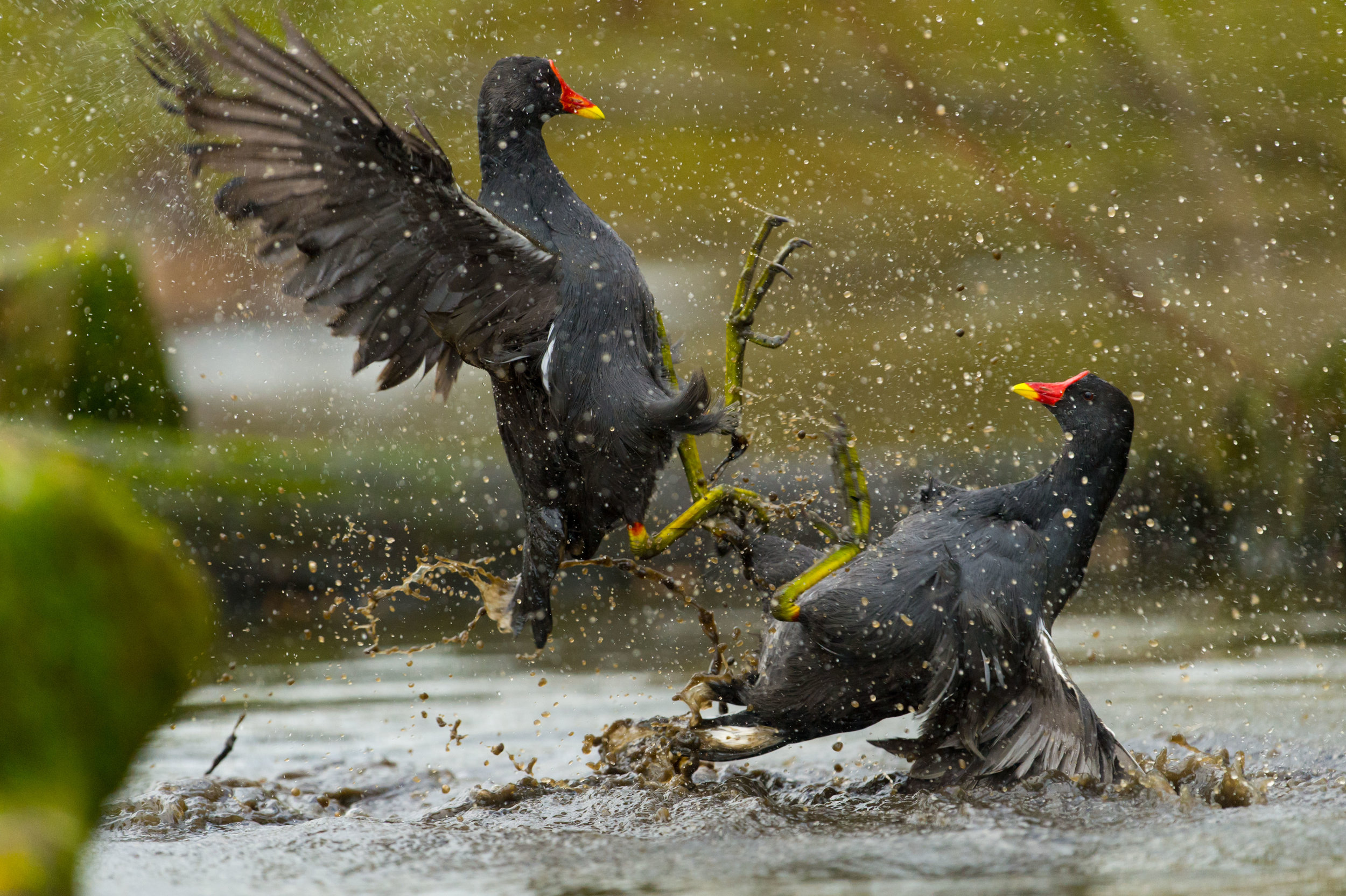 Moorhens in battle