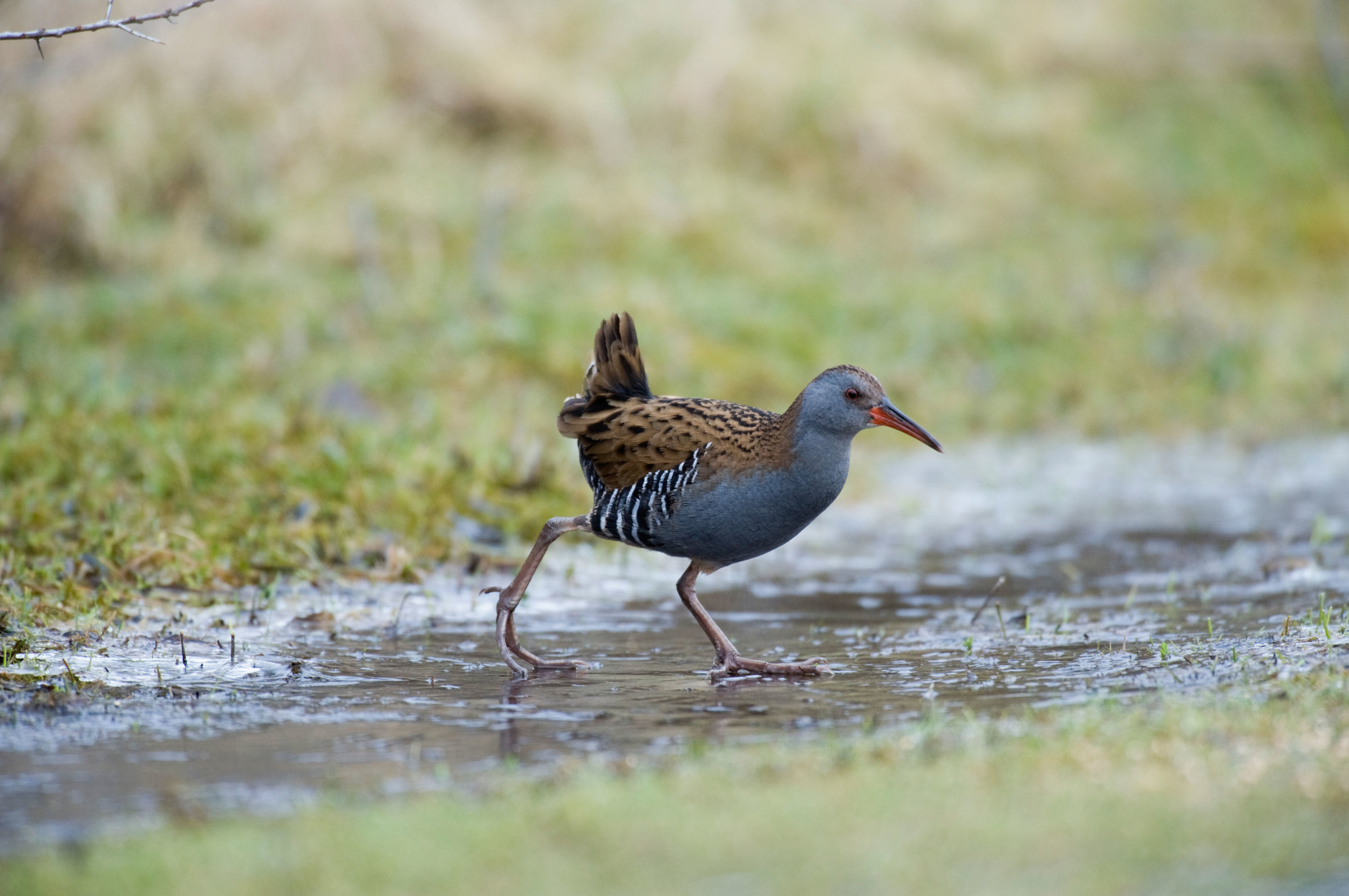 A Water Rail ventures out onto ice