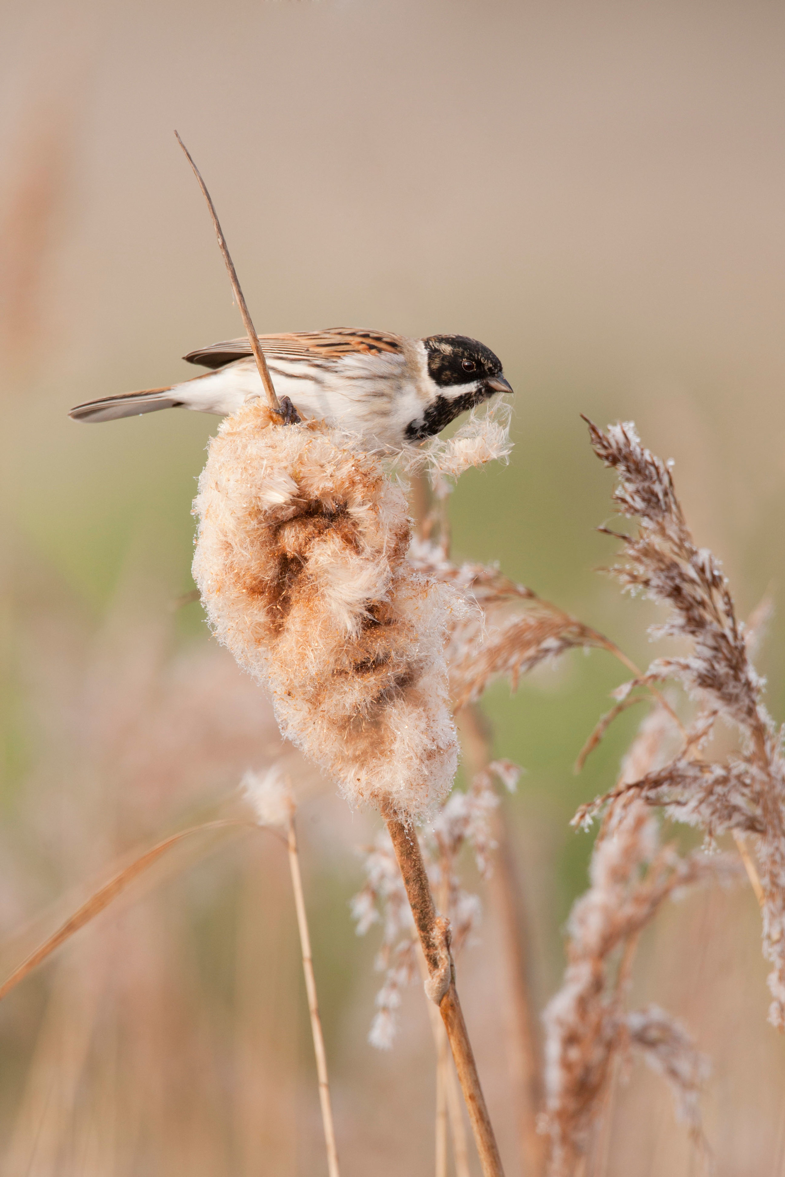 Male Reed Bunting in reedmace and reed bed
