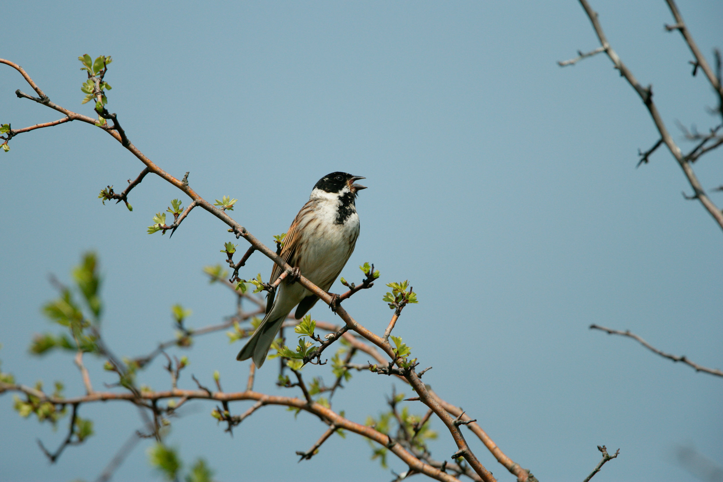 Singing male Reed Bunting