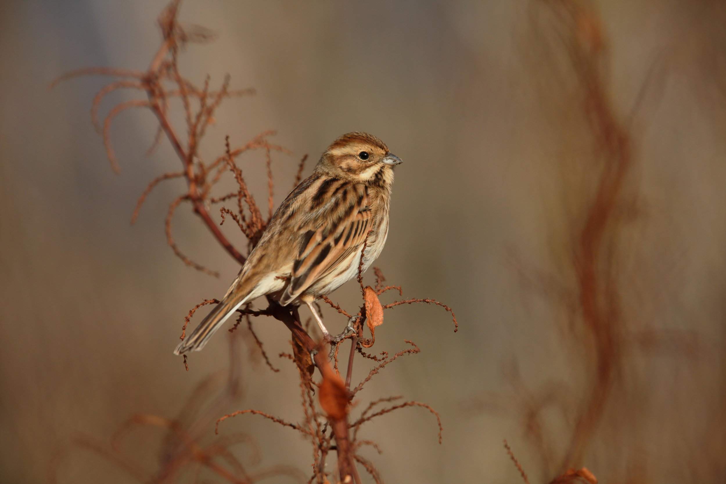 Female Reed Bunting