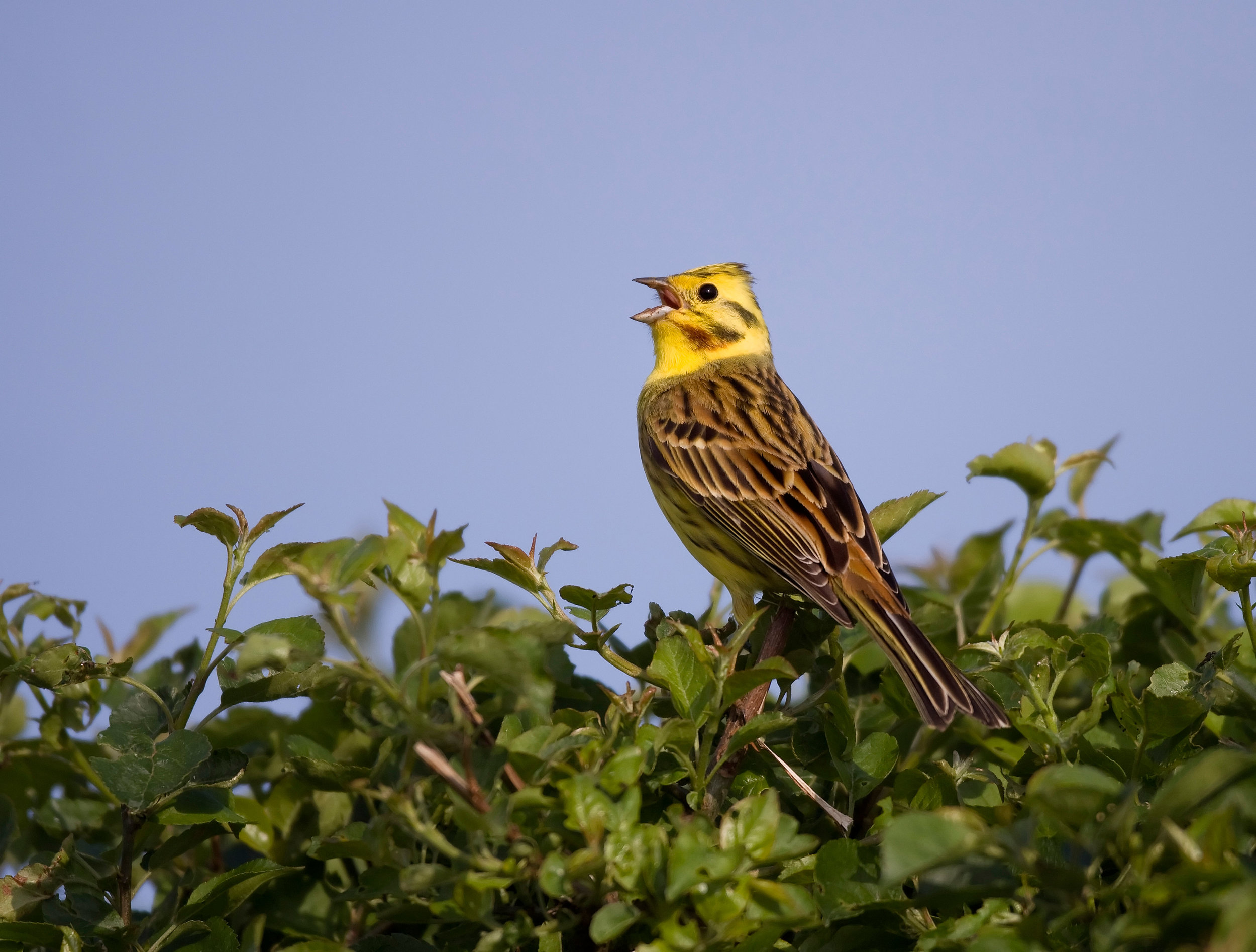 Singing male Yellowhammer 'A little bit of bread and no cheeeeese'