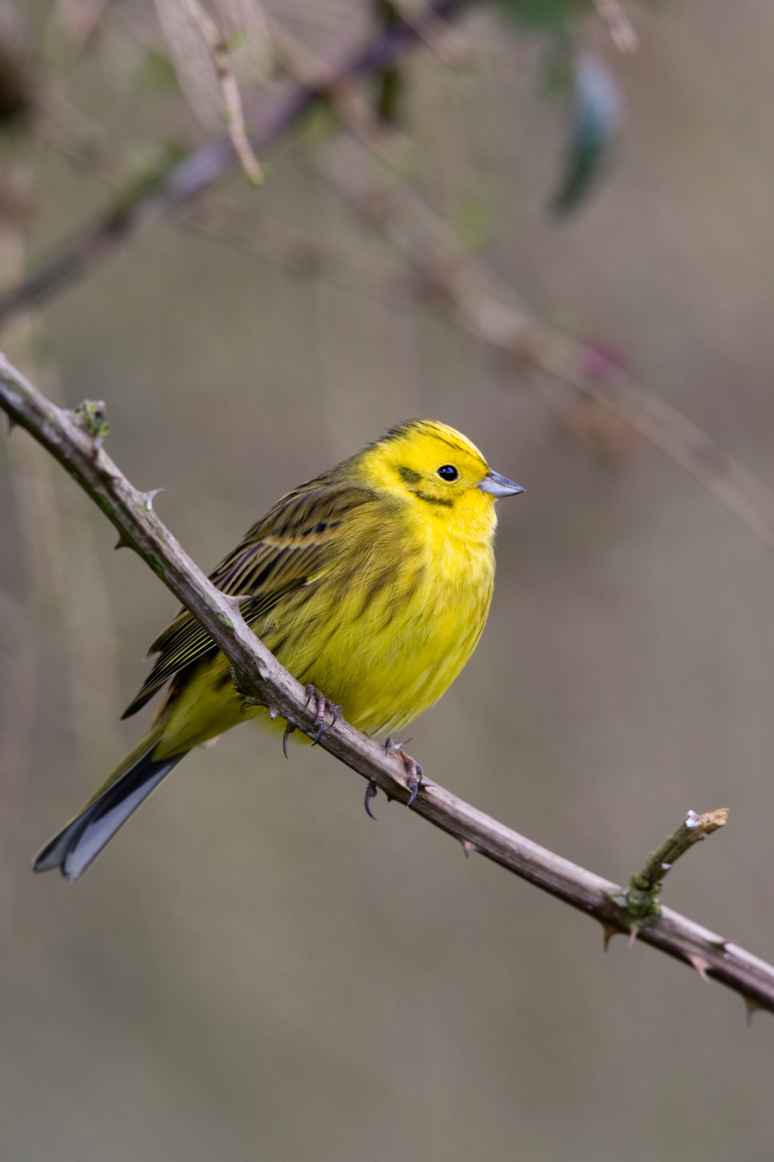 Male Yellowhammer, showing yellow underparts