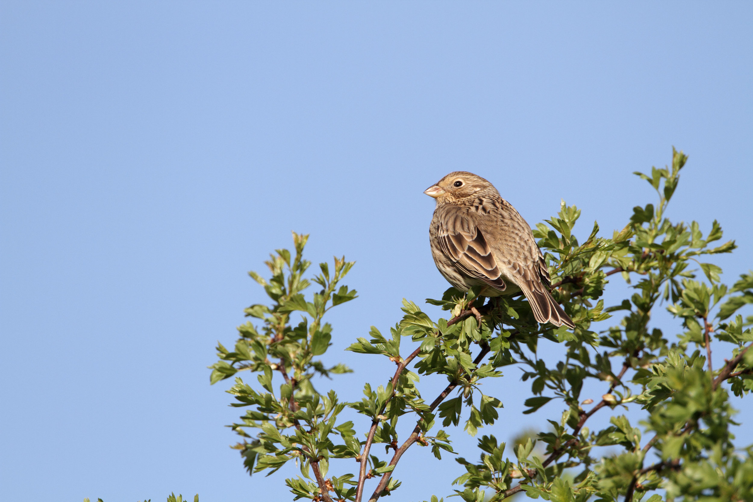 Corn Bunting