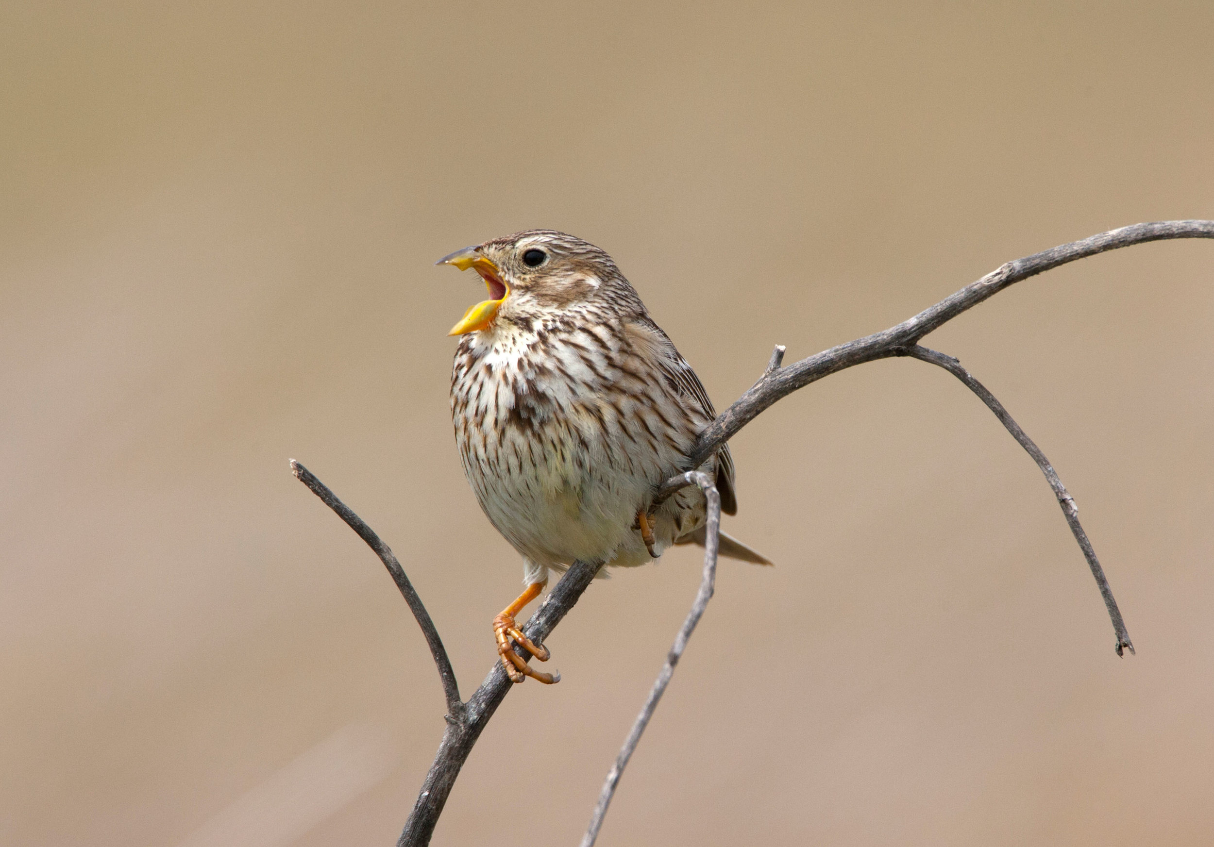 Singing Corn Bunting