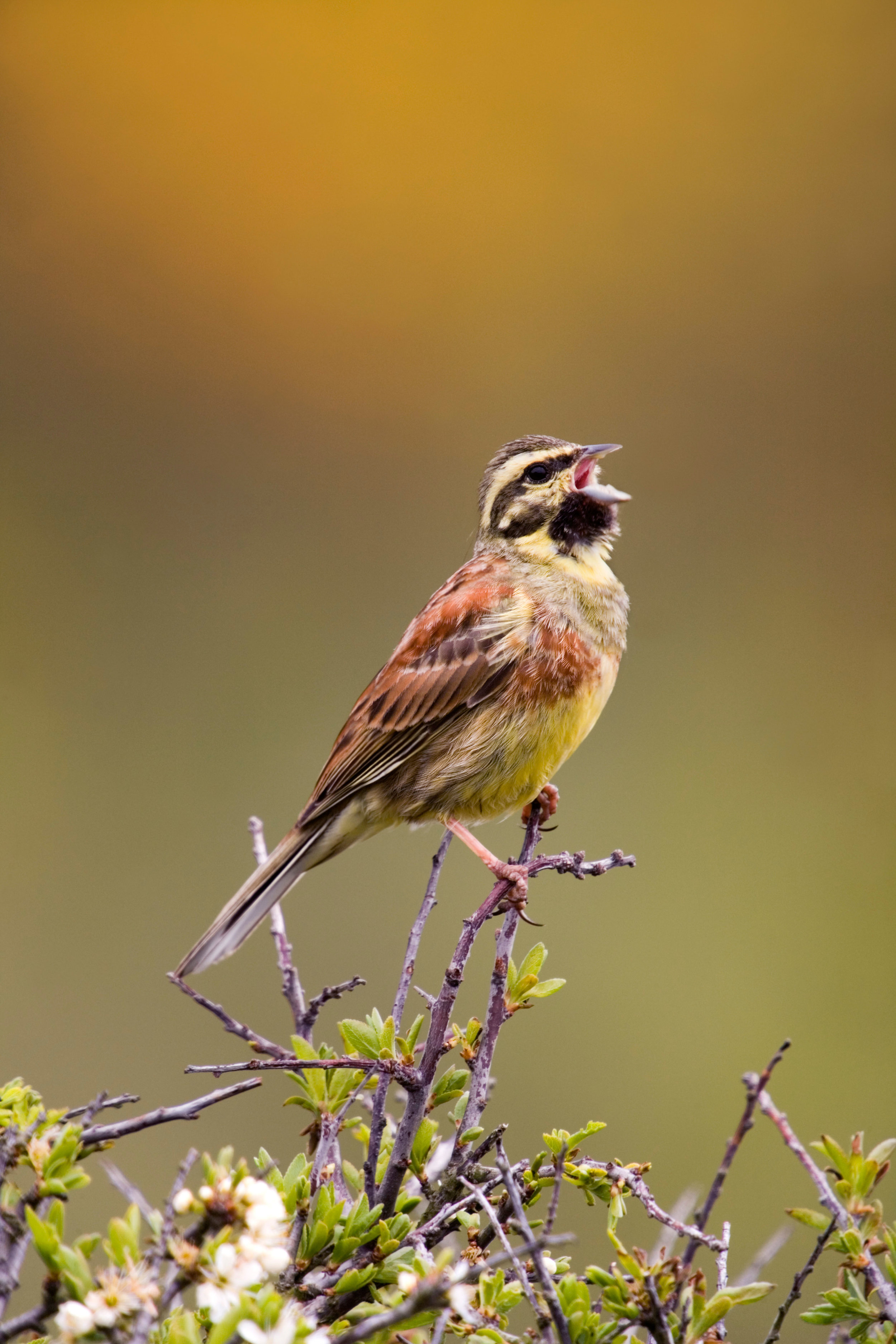 Singing male Cirl Bunting