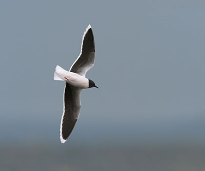 Pic: Nature Photographers Ltd / Alamy