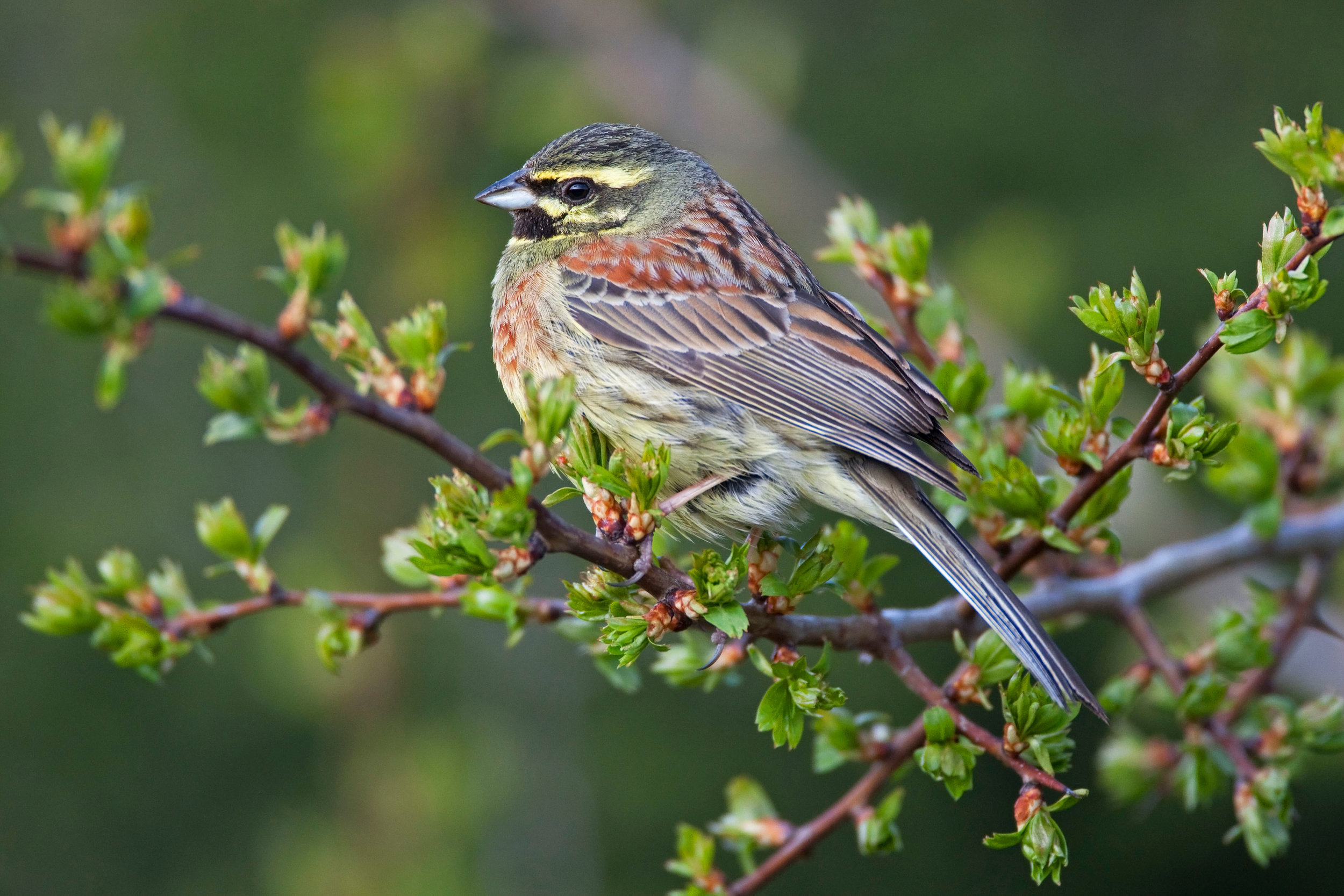 Male Cirl Bunting