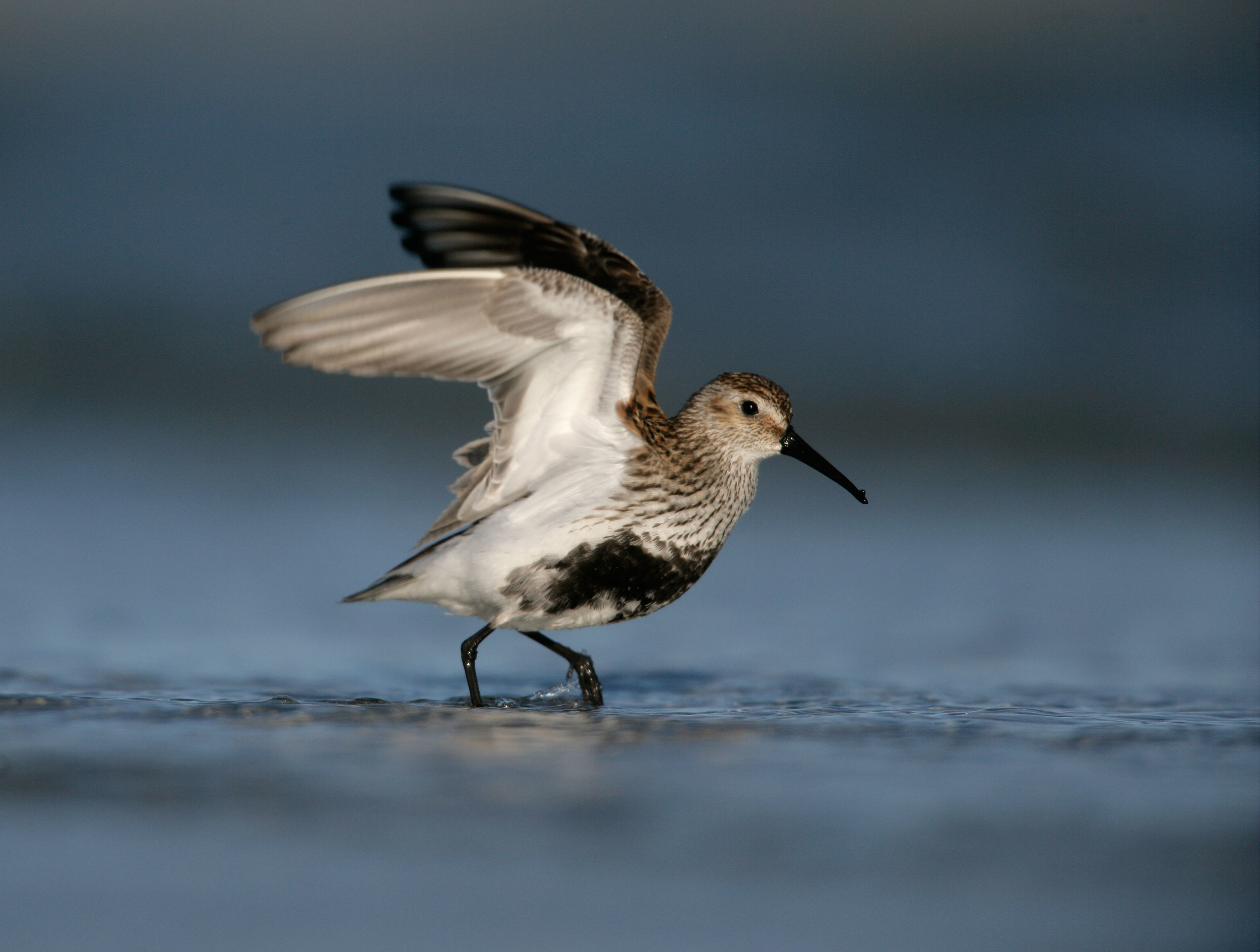 Adult breeding Dunlin