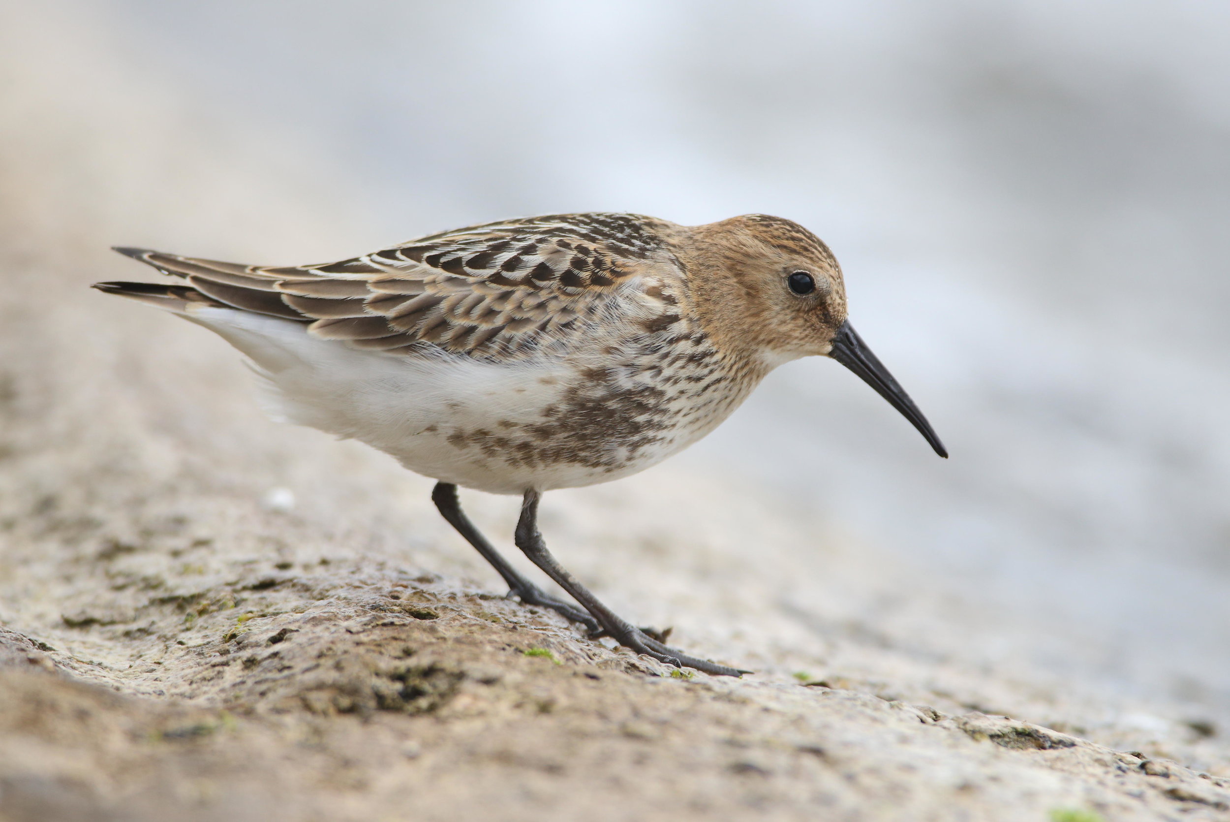 Juvenile Dunlin