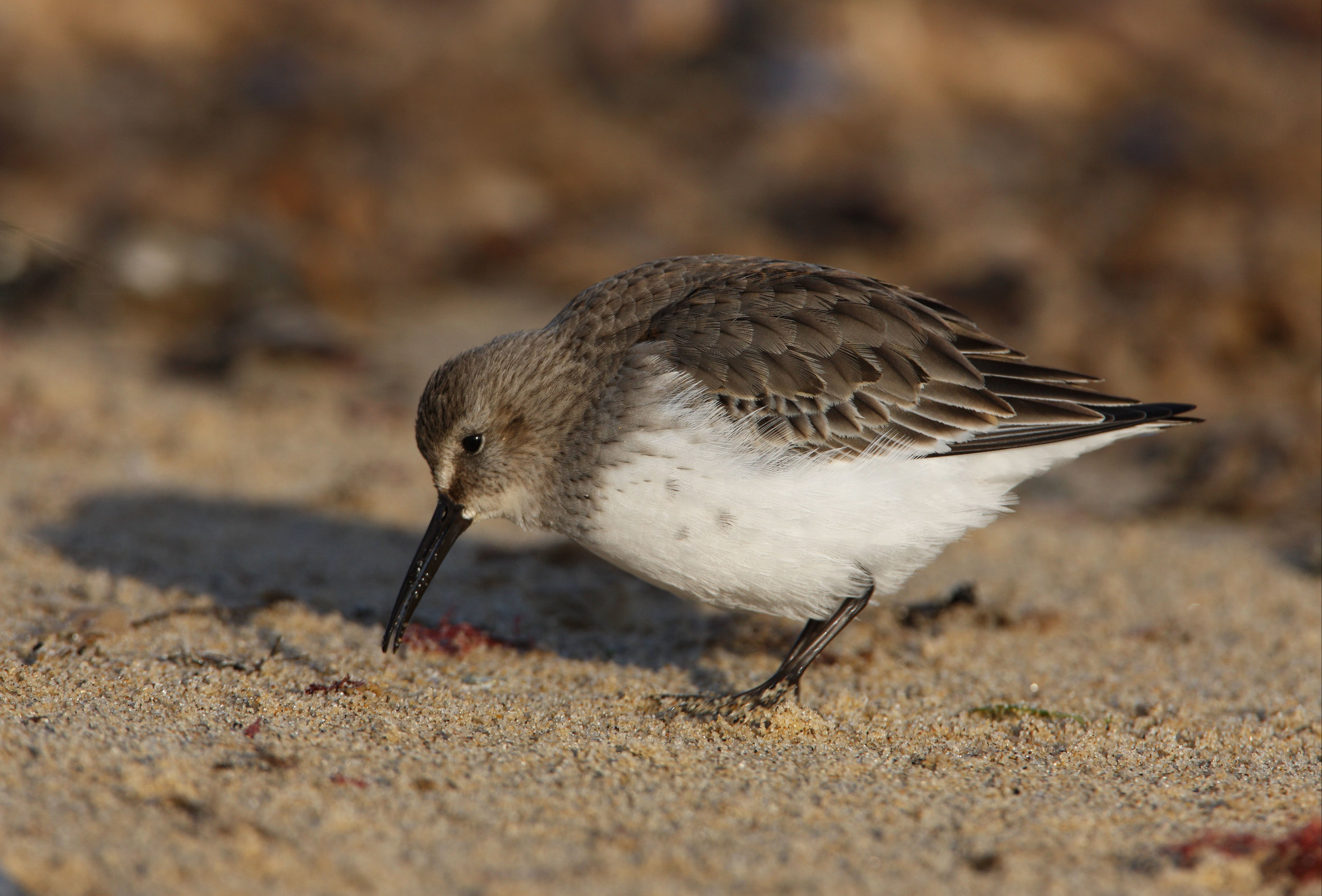 Winter Dunlin