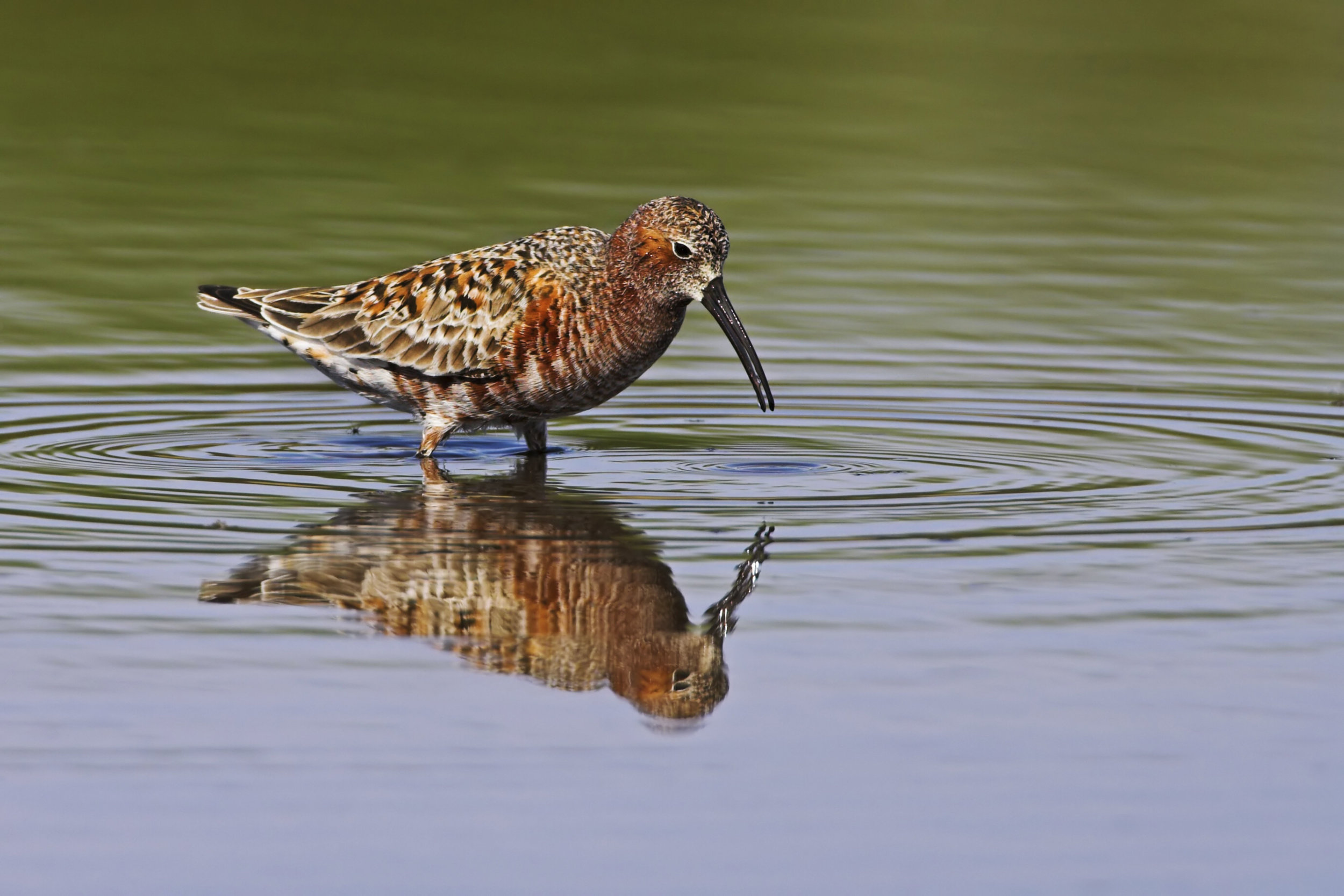 Adult breeding Curlew Sandpiper