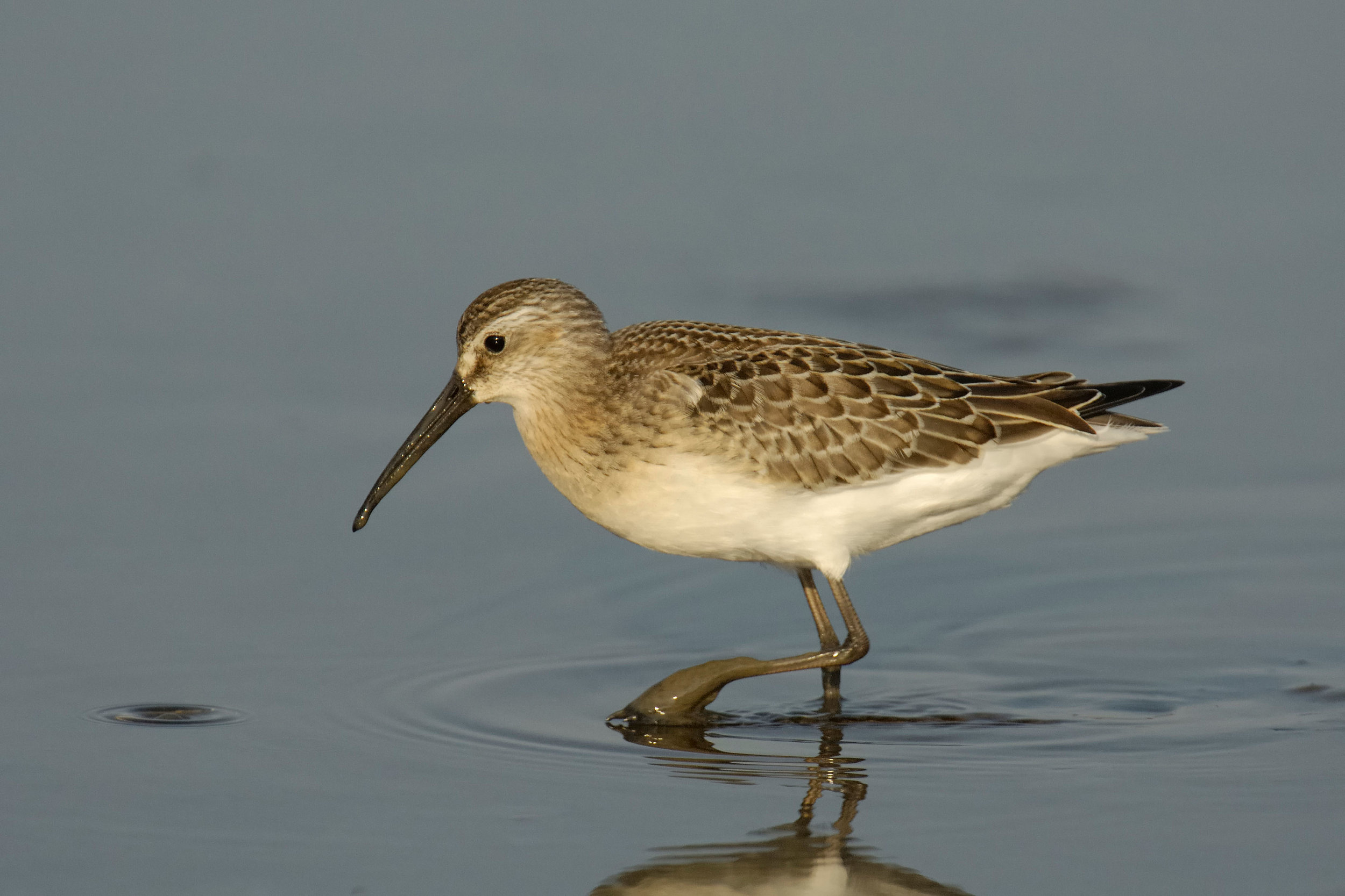 Juvenile Curlew Sandpiper