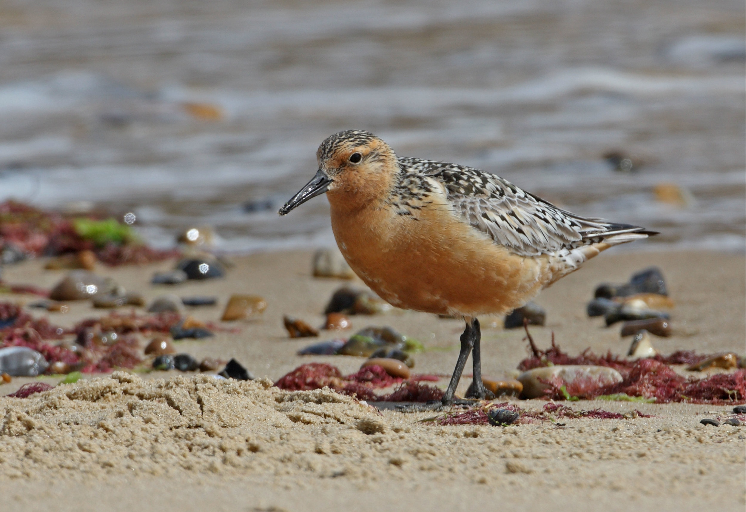 Adult breeding Knot