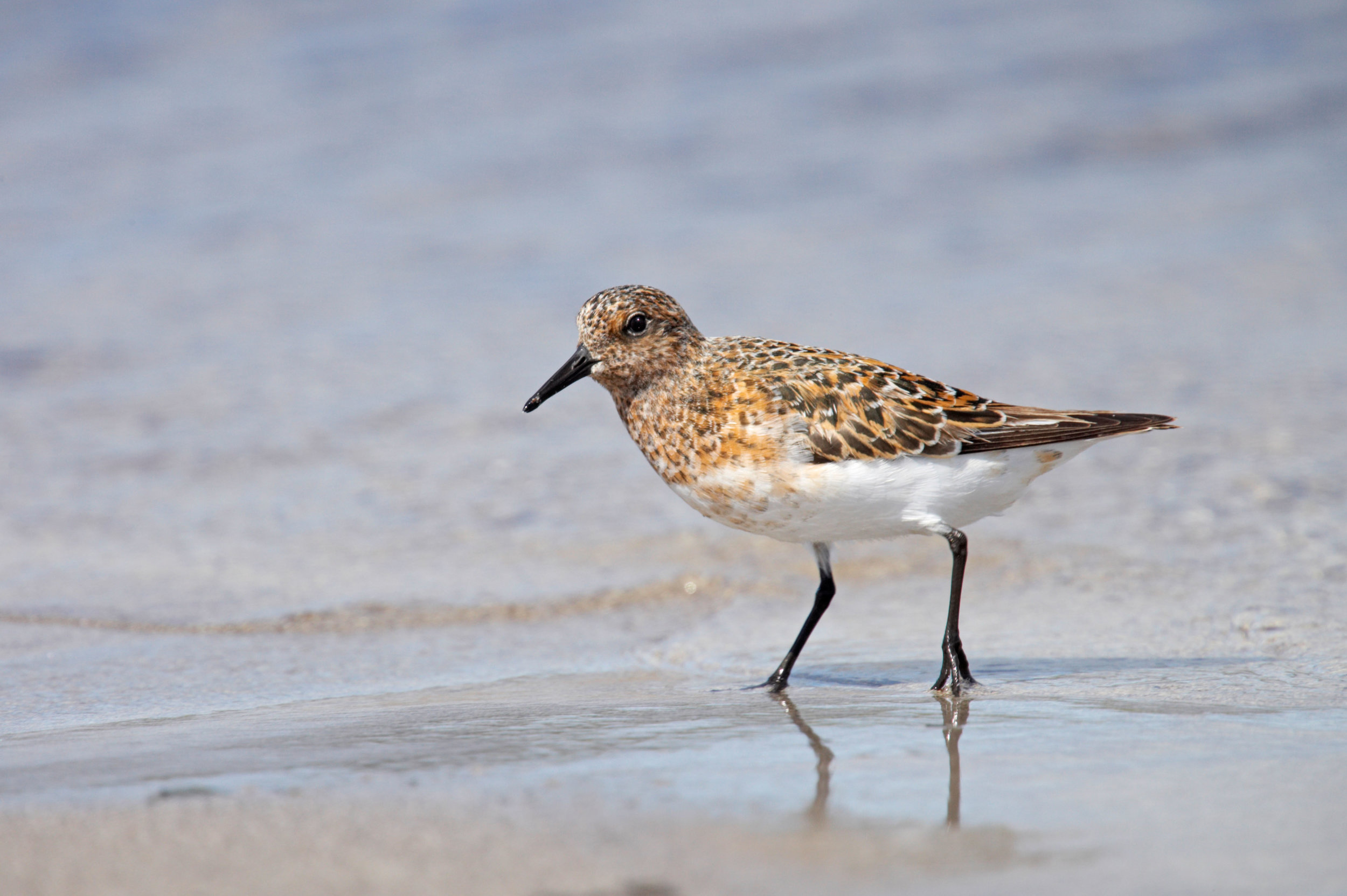 Adult breeding Sanderling