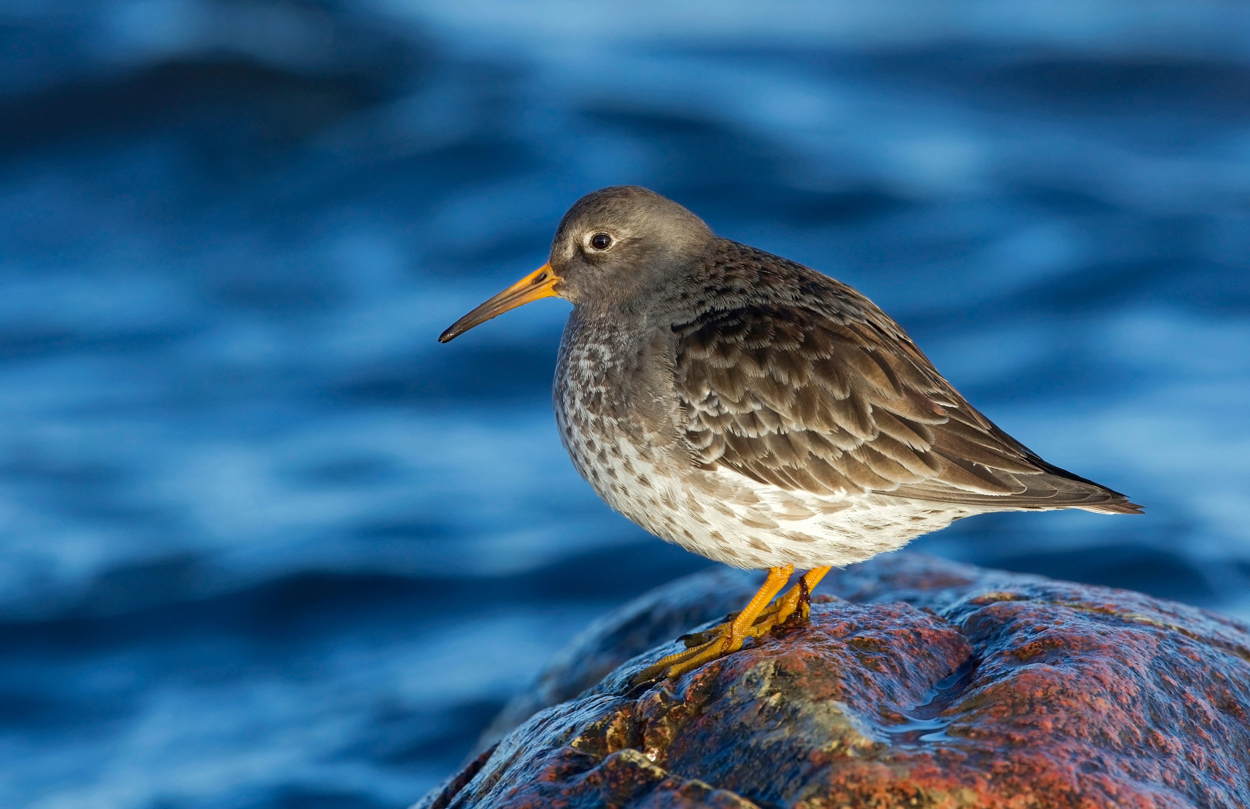 Purple Sandpiper