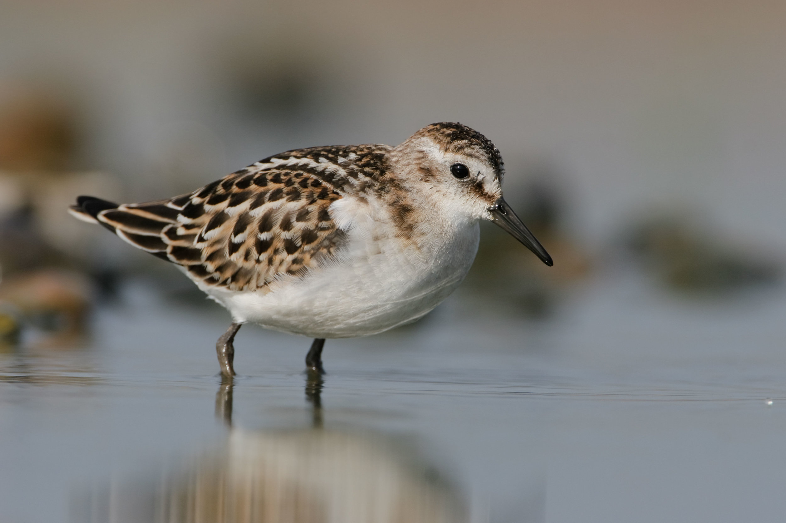 Juvenile Little Stint