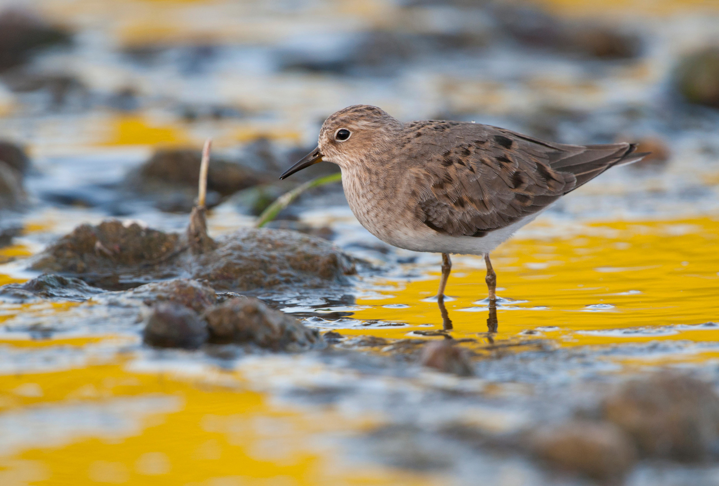 Spring Temminck's Stint