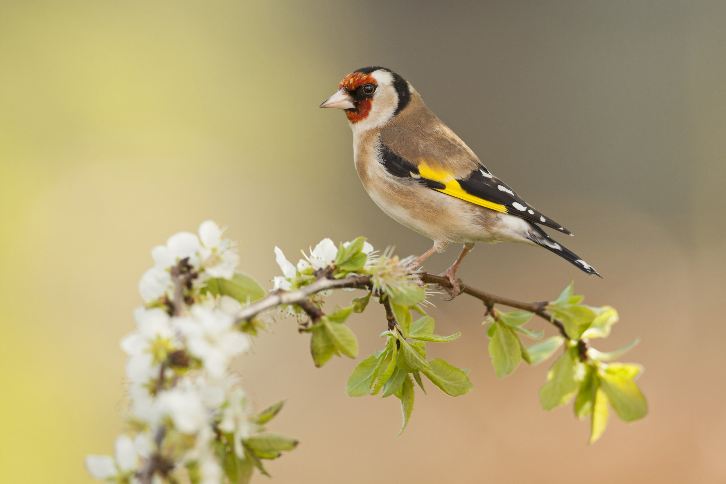 Adult Goldfinch