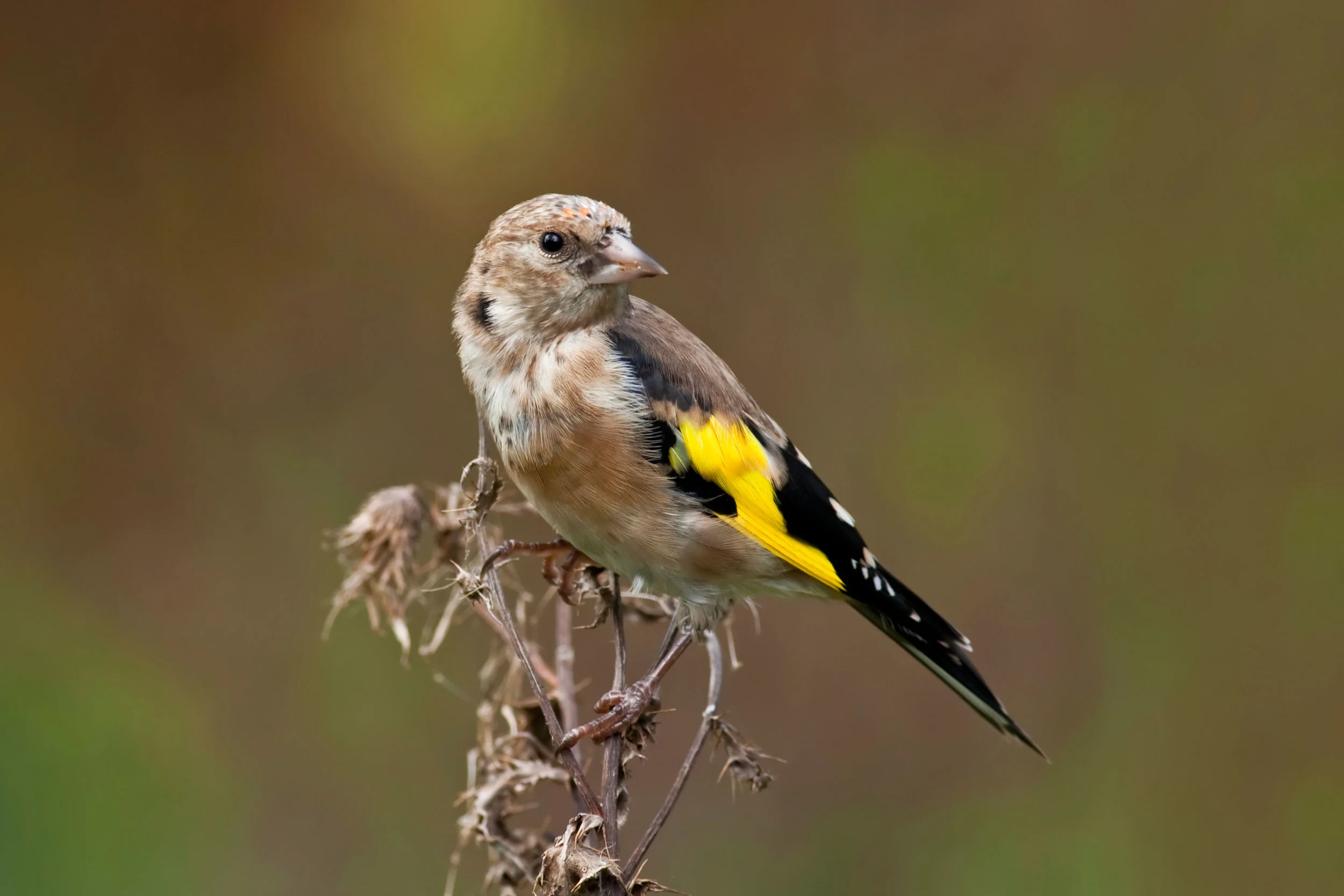 Juvenile Goldfinch
