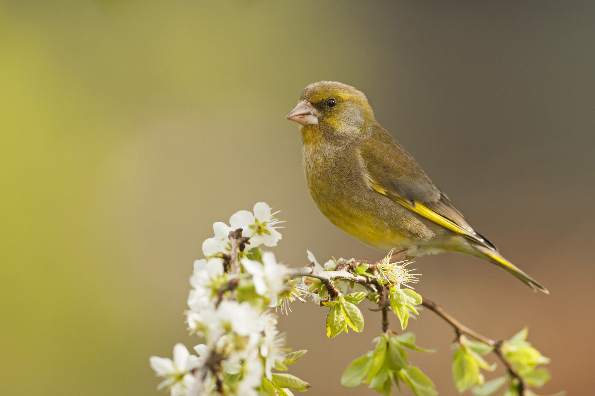 Male Greenfinch