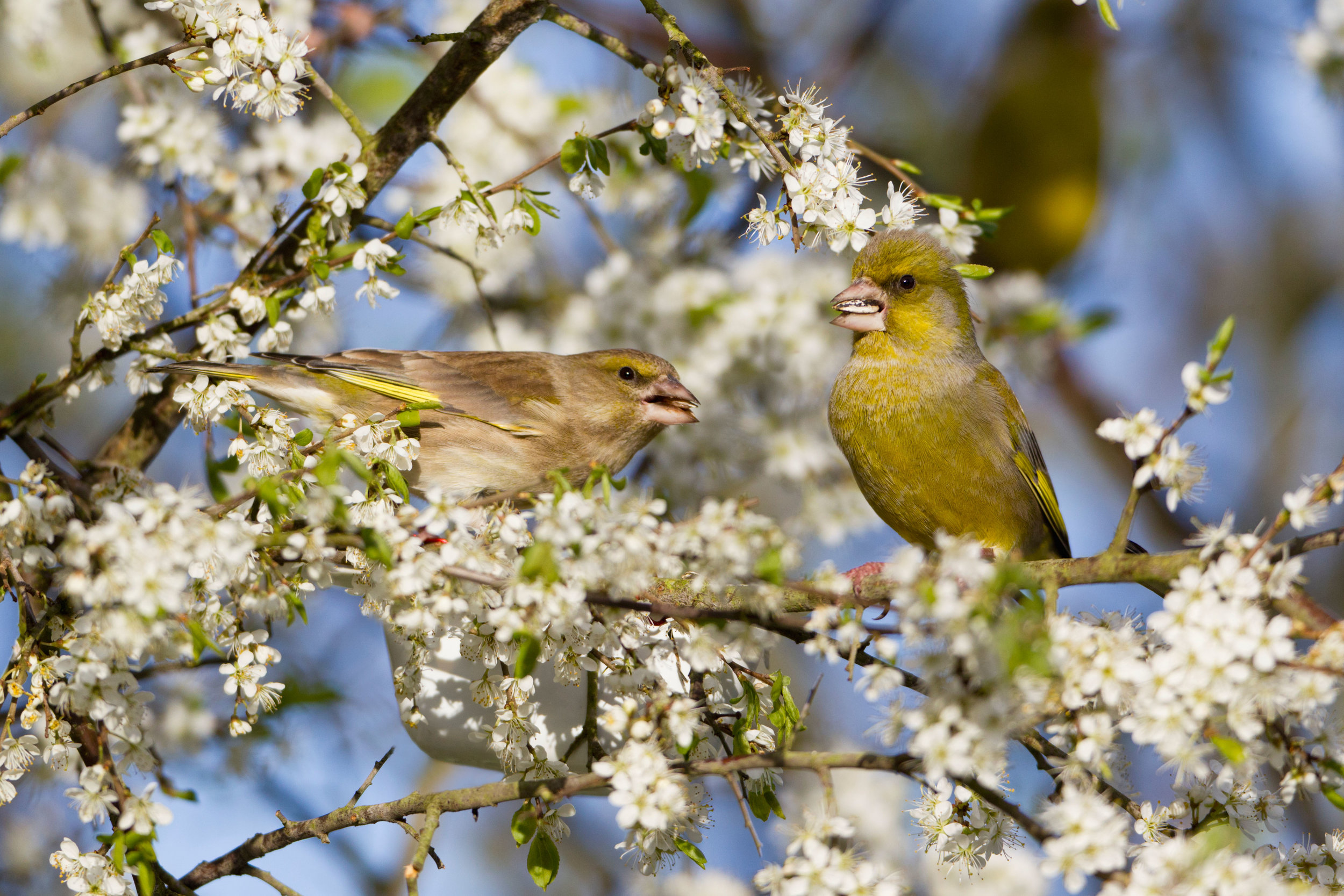 Female (left) and male (right) Greenfinch