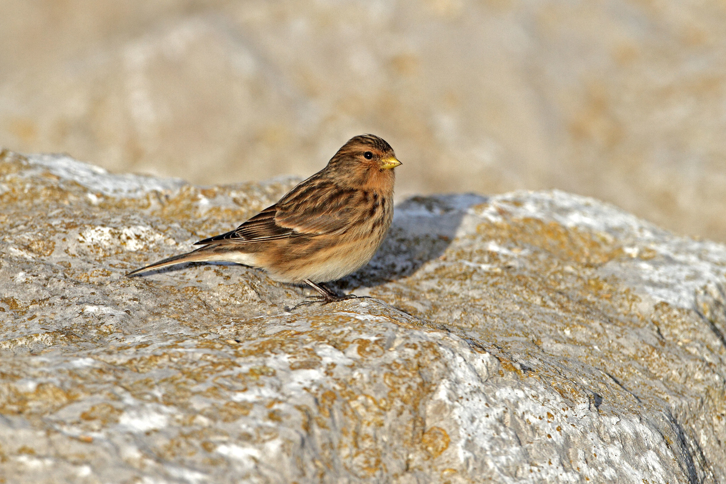 Twite
