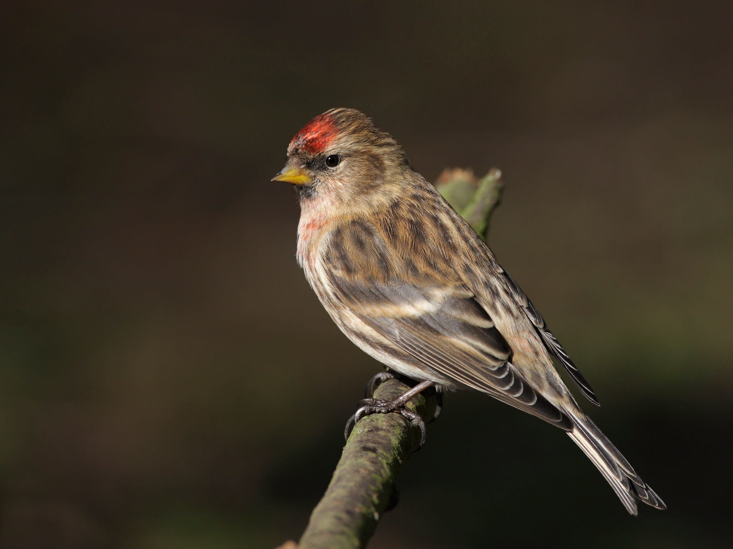 Lesser Redpoll