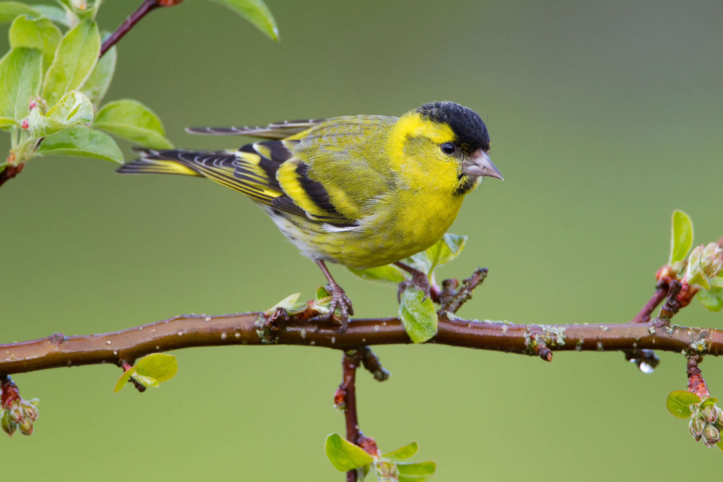 Male Siskin