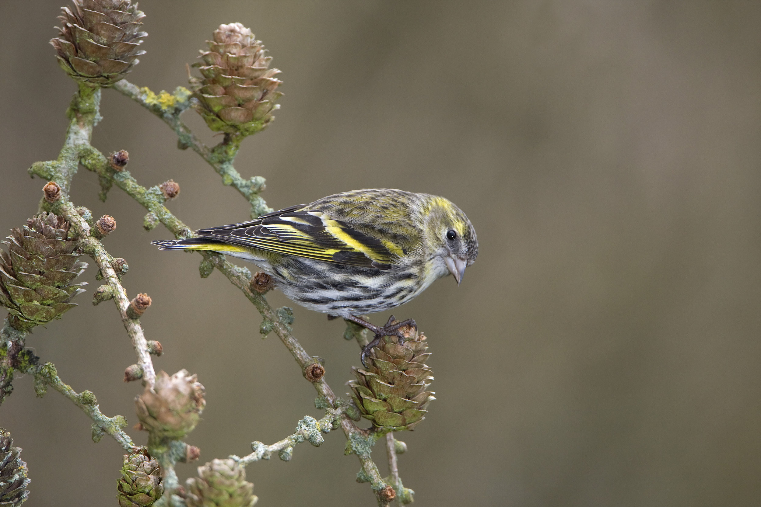 Female Siskin