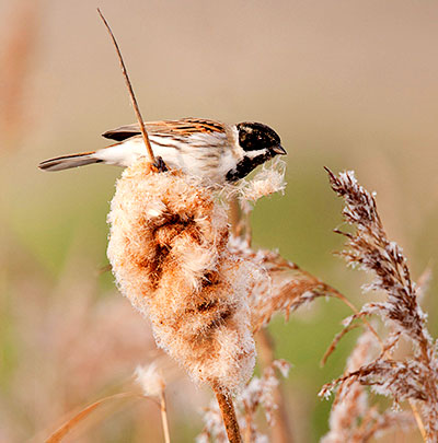 Pic: Simon Littern / Alamy
