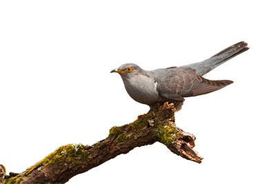 Pic: Calum Dickson / Alamy