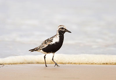 Pic: Richard Mittleman/Gon2Foto / Alamy