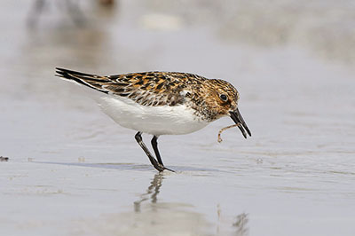 Pic: Nature Photographers Ltd / Alamy